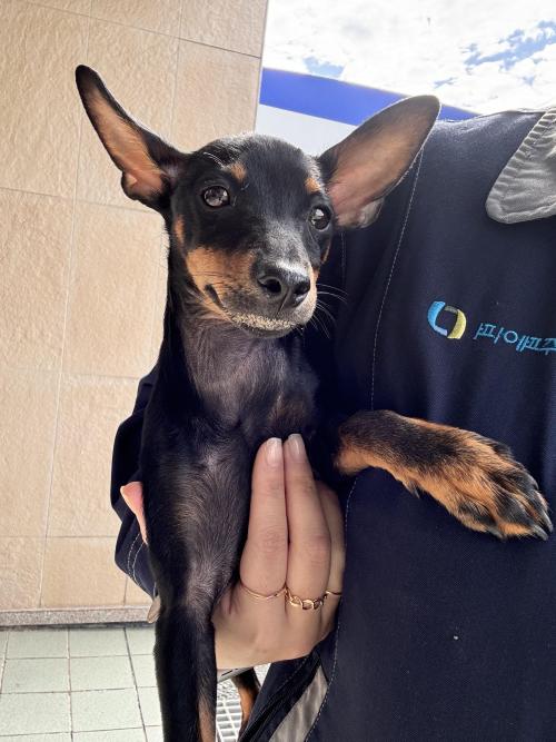 강아지 주인 찾아요ㅠㅠ