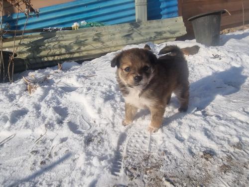 아기 강아지 가족 찾아요!