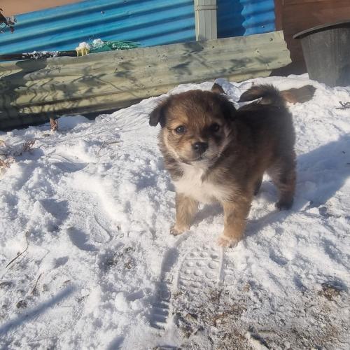 아기 강아지 가족 찾아요!