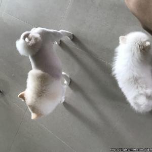 아산배방와이시티 부근