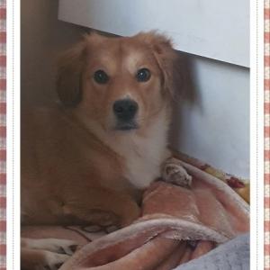 희망이를 찾습니다..