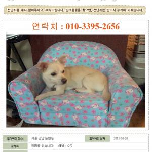 앙리를 찾습니다