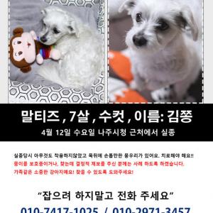 나주시청 근처에서 잃어버린 말티즈를 찾습니다.