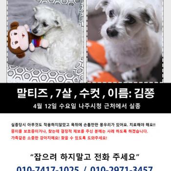 나주시청 근처에서 잃어버린 말티즈를 찾습니다.
