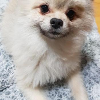 흰(브라운) 포메 찾습니다