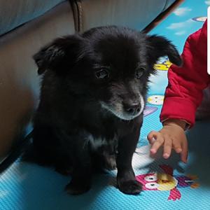 검은색 강아지를 찾아요