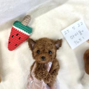 [35만원]  2개월령 귀욤 애프리 푸들 분양중입니다