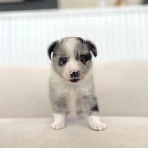 [ 85만원 ] 블루멀 보더콜리 가족찾아요