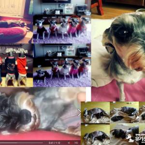 센텀 신세계백화점 앞 APEC 나루공원 앞에서 사라진 슈나우저를 찾습니다.