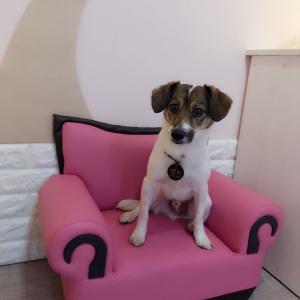 태안잭러셀테리어 찾아요