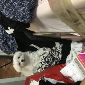 개봉동 말티즈 찾아요 . .