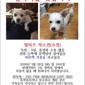 말티즈 믹스견을 찾습니다. 귀와 등이 갈색털이에요.