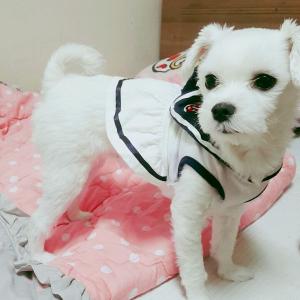 경기도 의정부시 중랑천 근처 말티즈 찾습니다