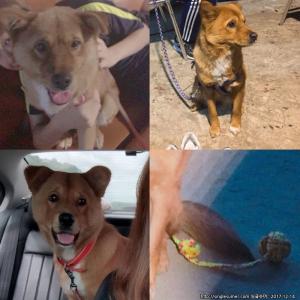 [제발 도와주세요]뿡이를 찾아주세요..