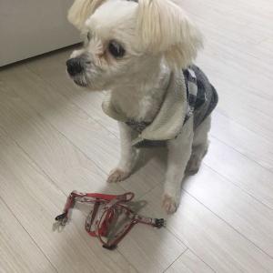 울산 남구 선암동 말티즈 암컷