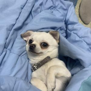 서울 동작구 상도1동 흰색 치와와 믹스견을 찾습니다. (찾았습니다!)