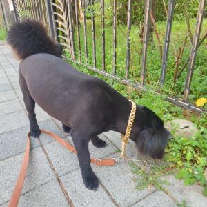 탄이를 찾아주세요