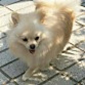 두부를 찾습니다