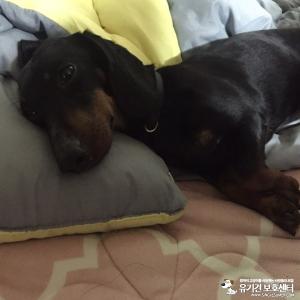 의정부 닥스훈트 남아 보호중입니다.