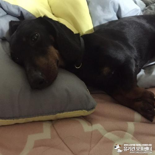 의정부 닥스훈트 남아 보호중입니다.