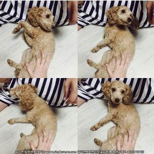 간석동에서 잃어버린 푸들 찾아요