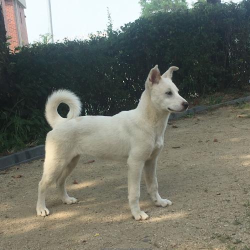 안락사 얼마 남지 않은 진도견(6,7개월) 새 주인을 찾습니다