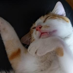 노란치즈(망토)태비 고양이 코코를 찾습니다!!!