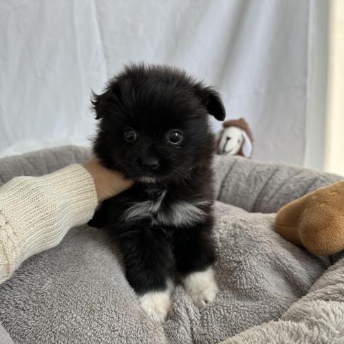 블랙파티 폼피츠 가족을 기다리고있어요>3<