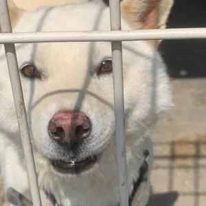 흰색 진돗개를 찾습니다/ 서울 동명사(절)에서 흰색 진돗개 데려가신 분 꼭 연락바랍니다 사례하겠습니다