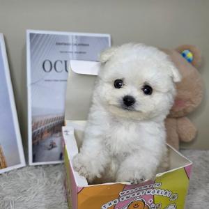 ( 15만원 ) 미니비숑아가 분양합니다