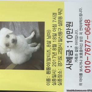 말티즈를 찾습니다