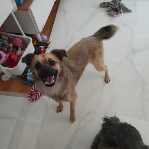 애교만땅 가온이의가족을 찾습니다!