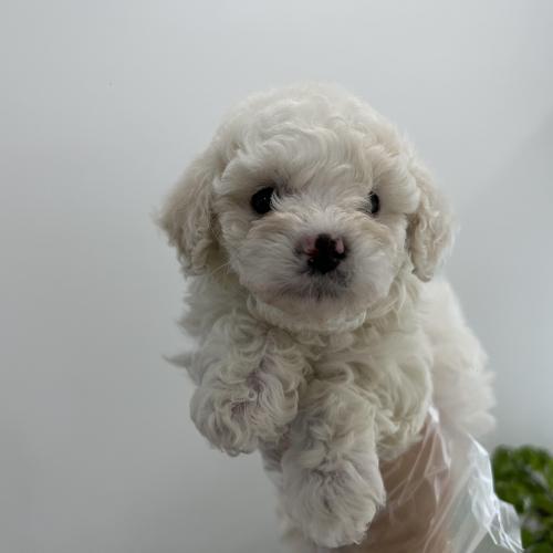 미니비숑. 사랑으로 키워주실분만.~15