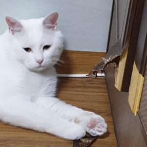 부산 동구 남포동쪽으로 내려가고있는 흰색 고양이 찾습니다