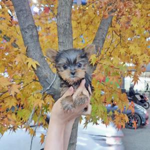 강아지분양 김포강아지분양 요크셔테리어분양 귀여운 외모와 사랑스러운 성격을 지닌 애교 가득 요크셔테리어 분양합니다! 사랑으로 키워주실 가족을 찾아주고 있어요~