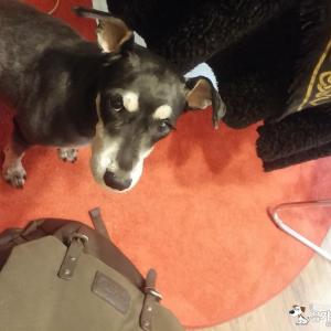 서울 도봉구 방학동, 검은털 수컷 슈나우저 찾습니다.