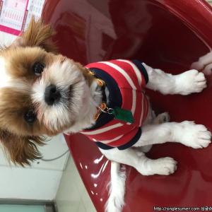 시츄애완견찾아요