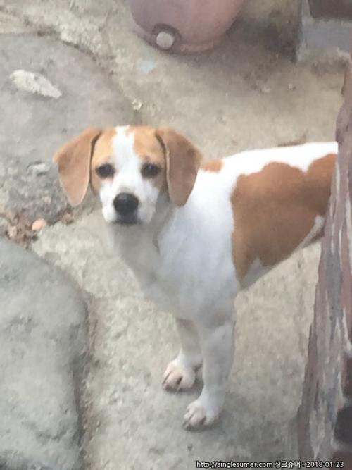 청주시 흥덕구 운천동, 봉명동(비글, 암컷)