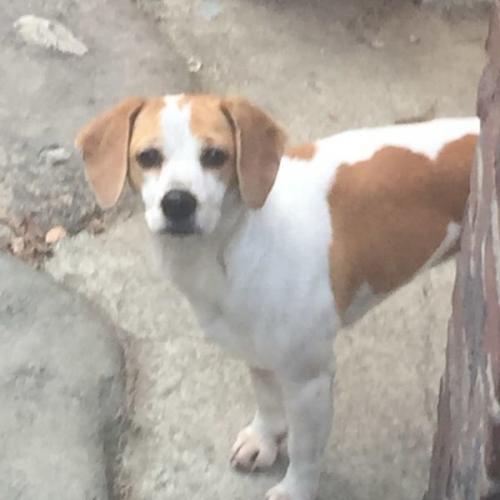 청주시 흥덕구 운천동, 봉명동(비글, 암컷)