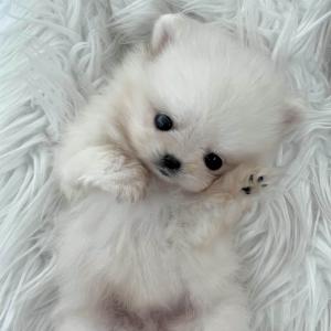 [35만원] 2개월 화이트포메 "포비" 가족을 찾아요 ❤