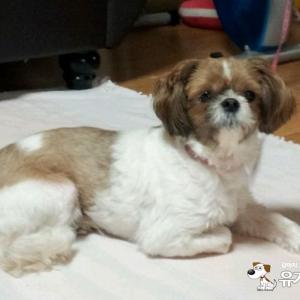 광주 서구 시츄 찾습니다.