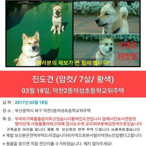 부산진돗개두마리찾습니다