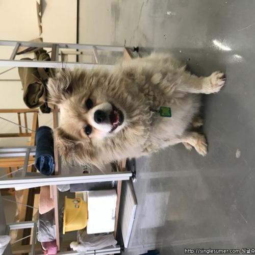 곤지암에서 포메리안+웰시코기 같은 강아지 보호중