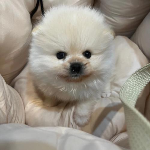 사정있는 2개월 포메라니안 감자를 키워주실분 찾습니다