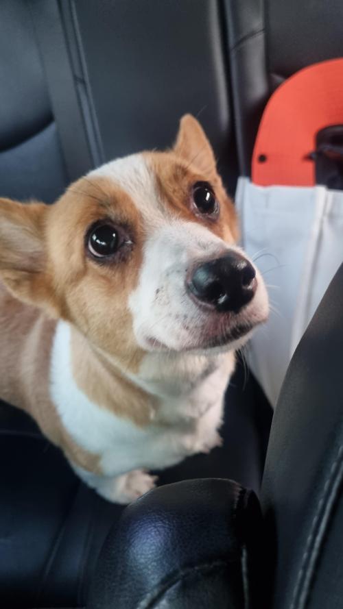 웰시코기 강아지 주인을 찾습니다