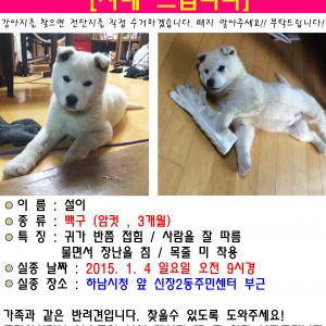 하남시 아기 백구 찾아요