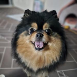 진구 블랙탄 포메 여아 강아지찾아요