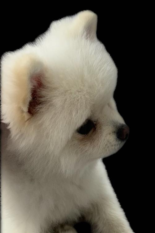 강아지 주인 찾습니다