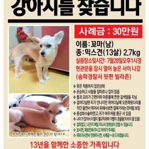 송파구 가락동 꼬마를 찾습니다