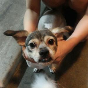 중랑구 묵동 (믹스견)완두 찾아주세요